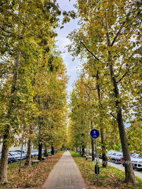 Autumn avenue