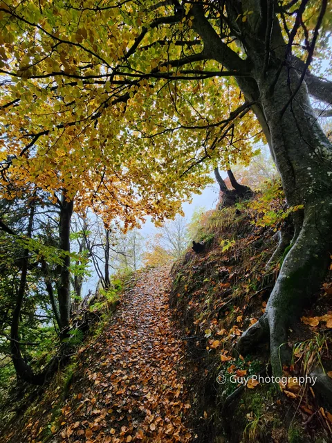 Beech path
