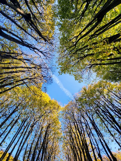 Looking up at the canopy