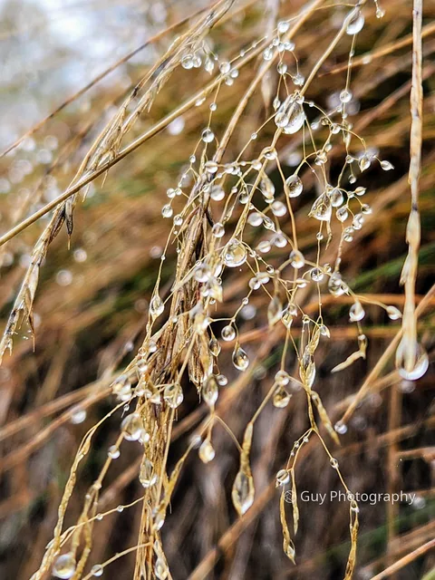 Dew on the grass