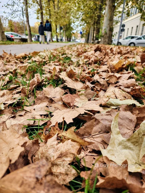 Fallen leaves