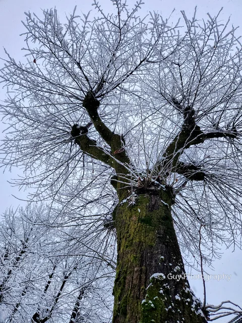 Frost on the branches
