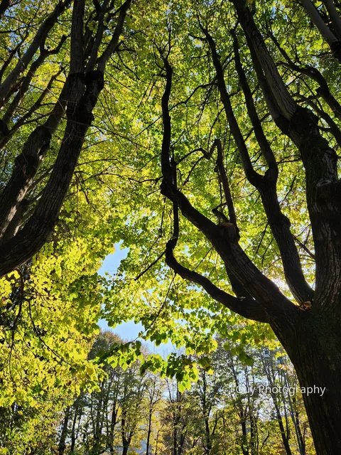 Golden canopy