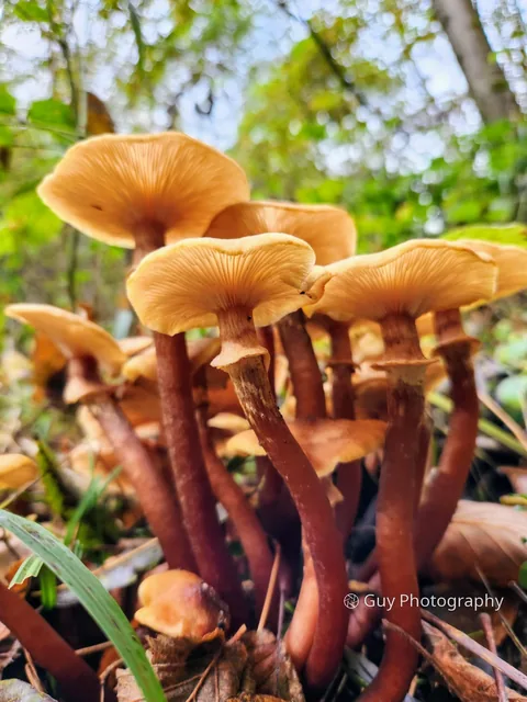 Honey mushrooms