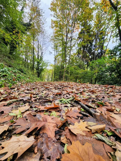 Trail of leaves