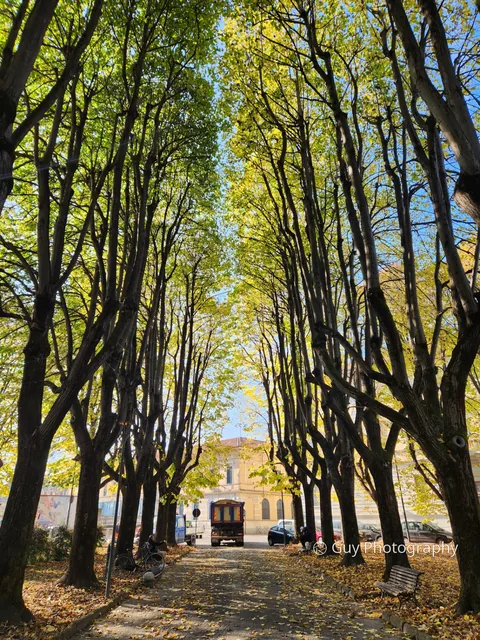 Autumn tree avenue