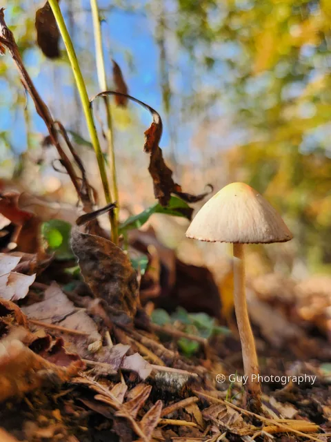 A single mushroom