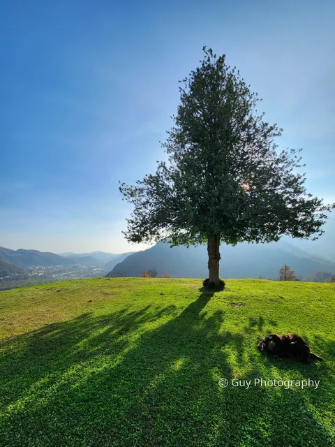 Lone tree on the hill