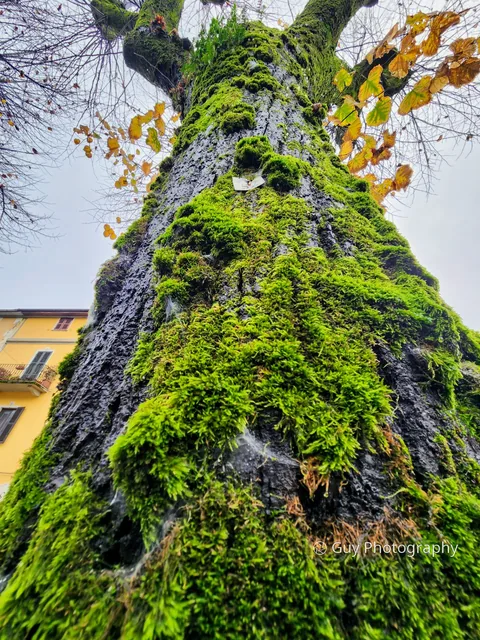 Mossy trunk