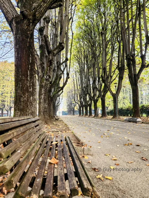 Avenue of lime trees