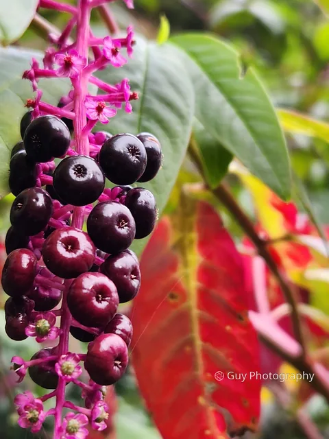 Wild berries