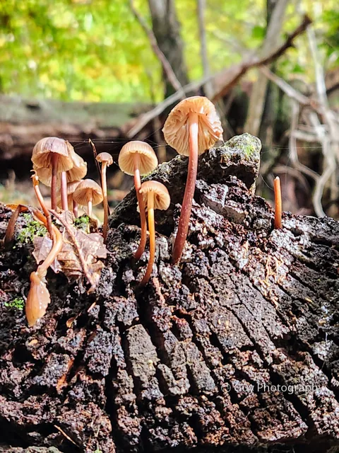 Mushrooms on a log