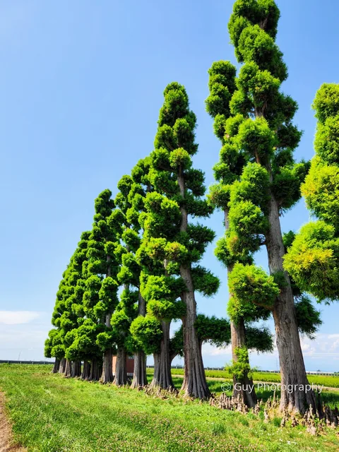 Row of cypress