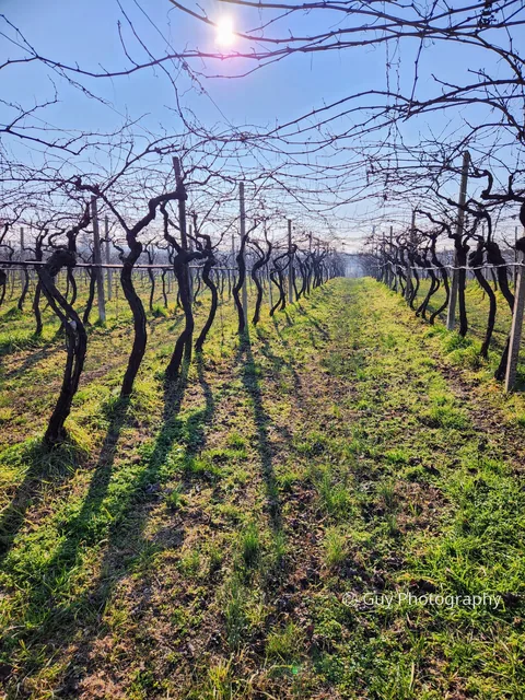 Winter vineyard